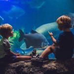 Two boys look at the fish in the aquarium